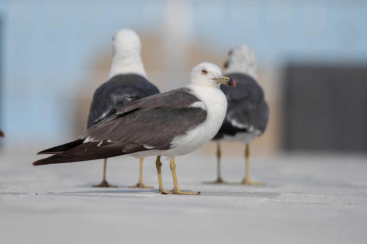 Black-tailed Gull - ML622093471