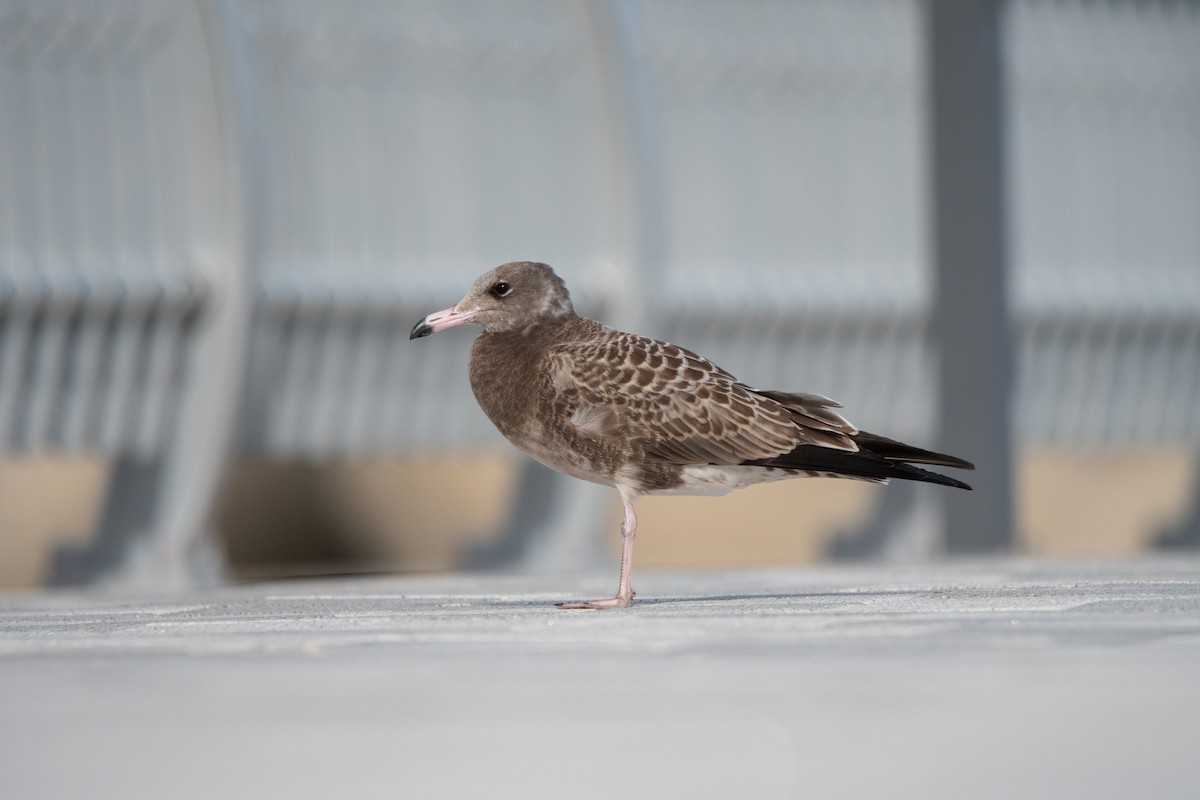 Black-tailed Gull - ML622093472