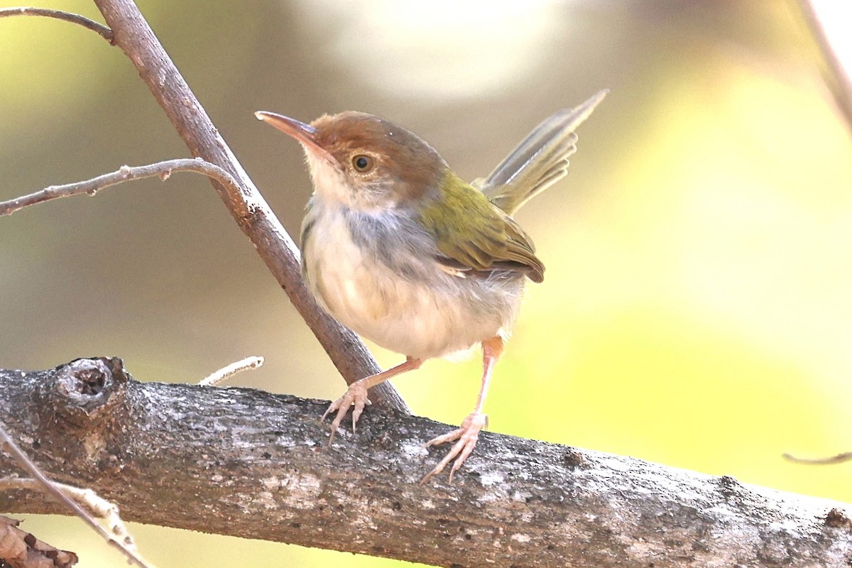 Common Tailorbird - ML622093474