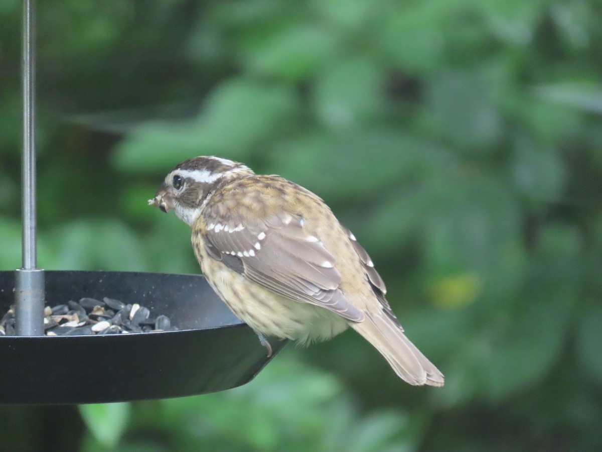 Rose-breasted Grosbeak - Elizabeth Vacchino