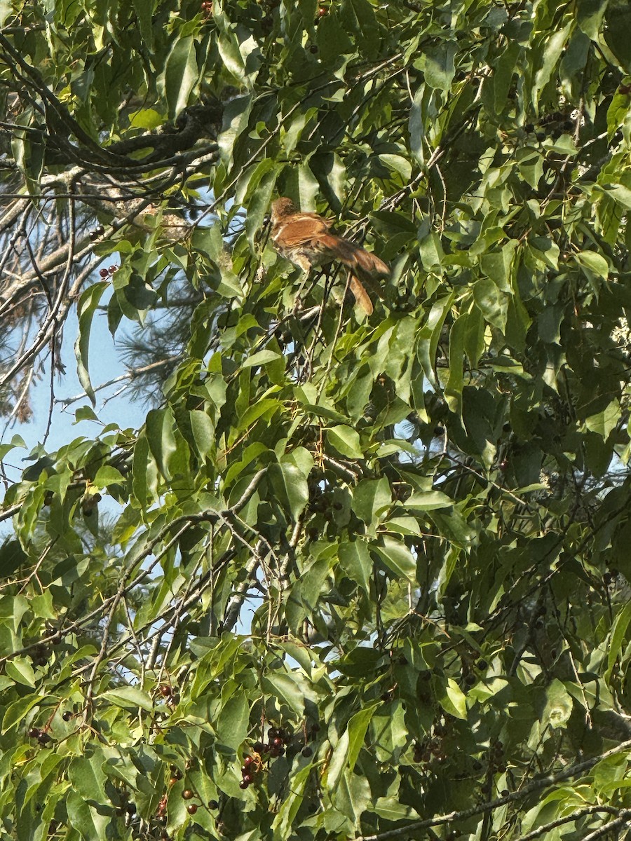 Brown Thrasher - Peter Harris