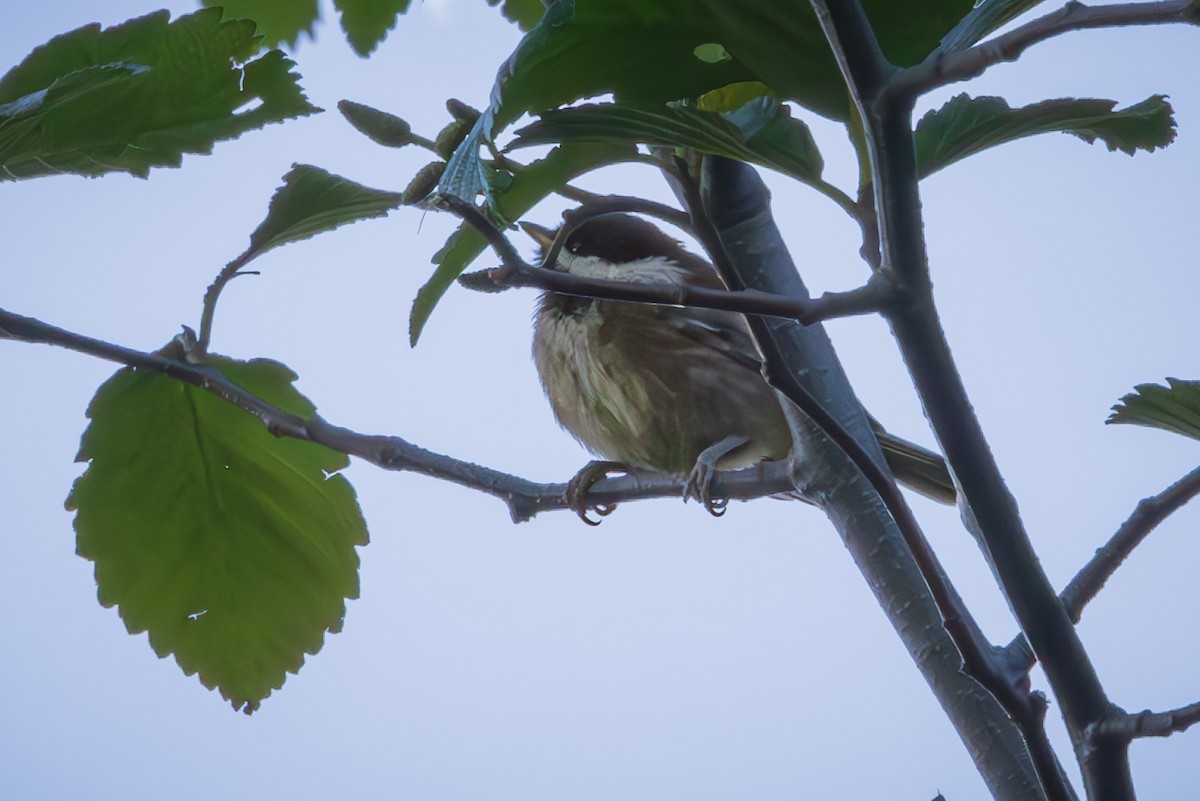 Chestnut-backed Chickadee - ML622093478