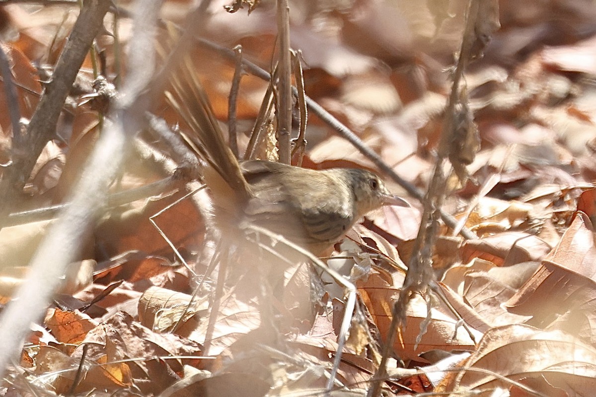 Brown Prinia - ML622093479