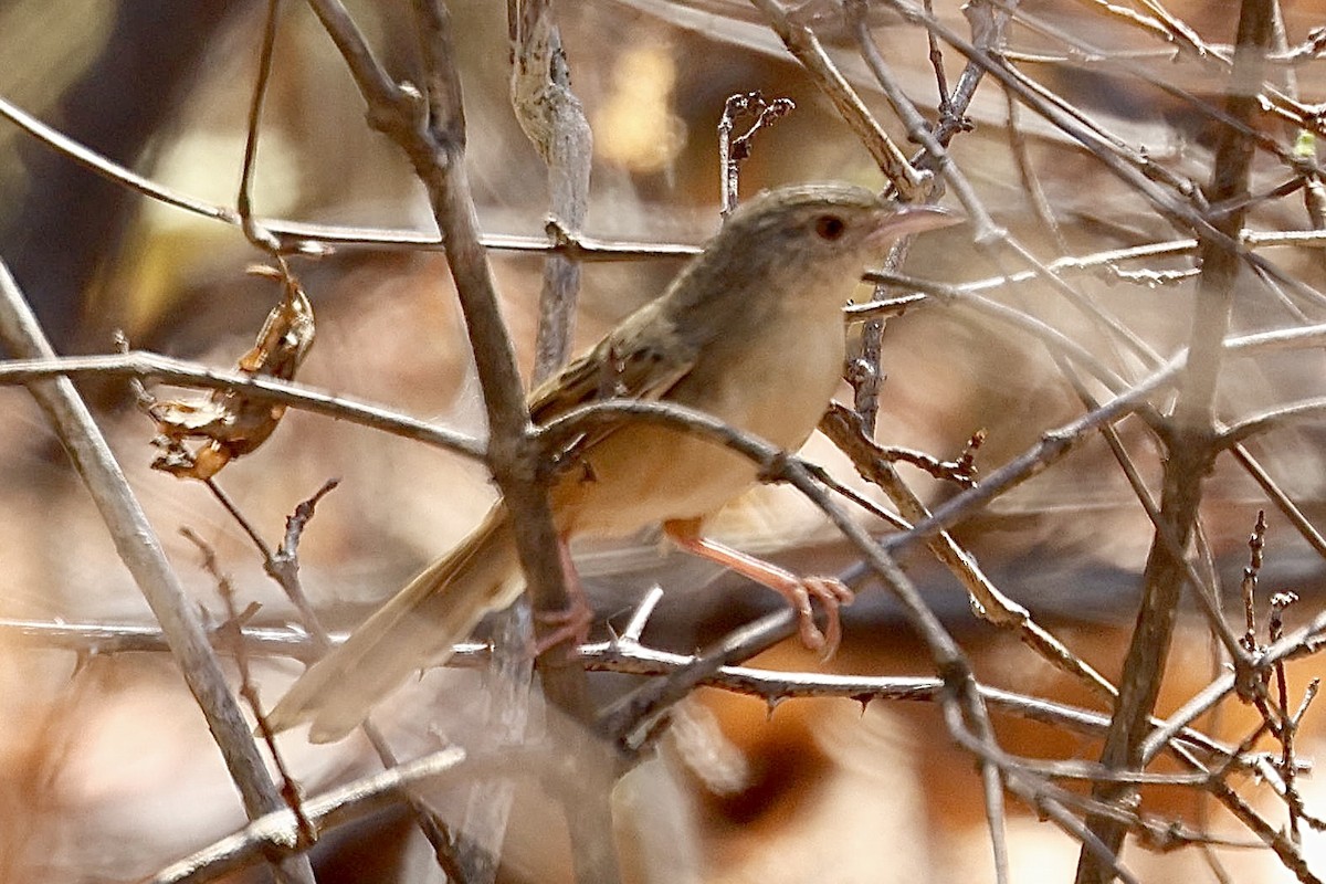 Brown Prinia - ML622093480