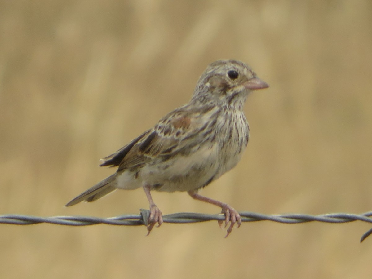 Vesper Sparrow - ML622093481