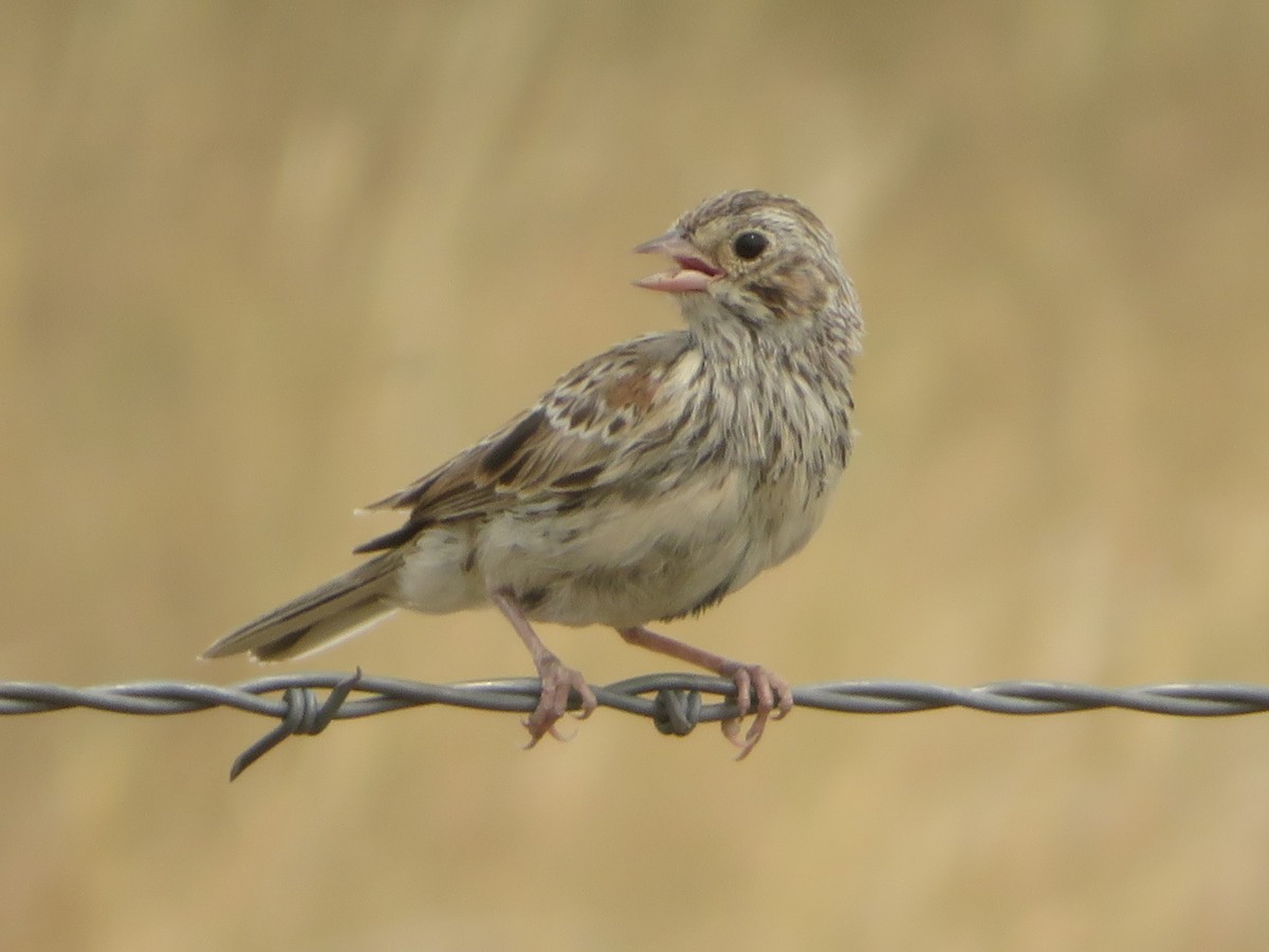 Vesper Sparrow - ML622093482