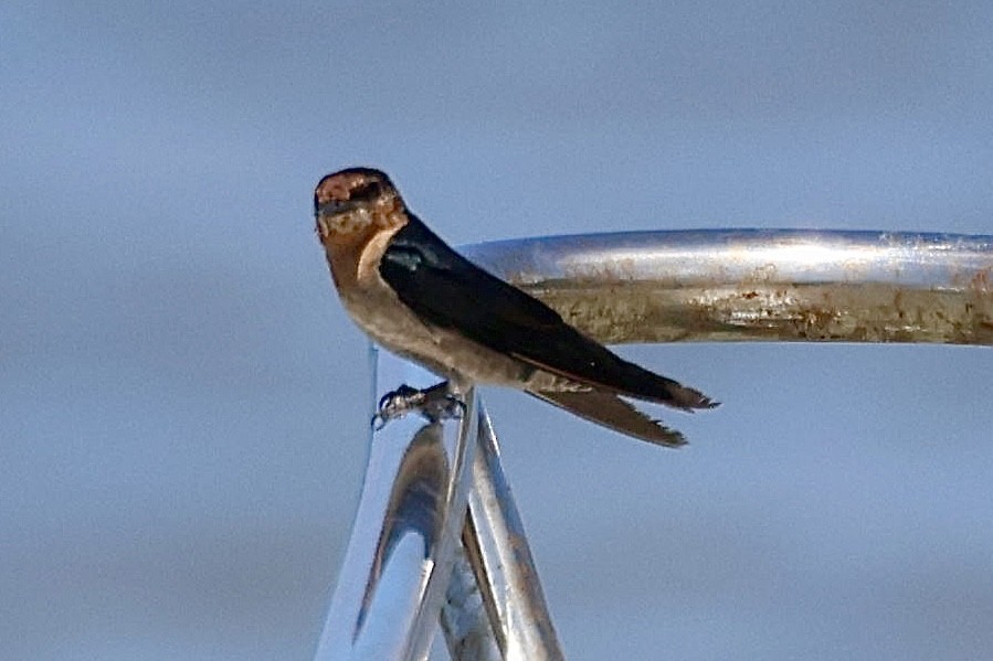 Pacific Swallow - ML622093483