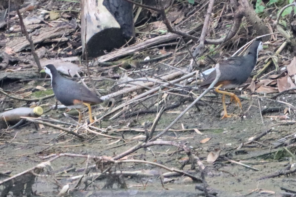 White-breasted Waterhen - ML622093484