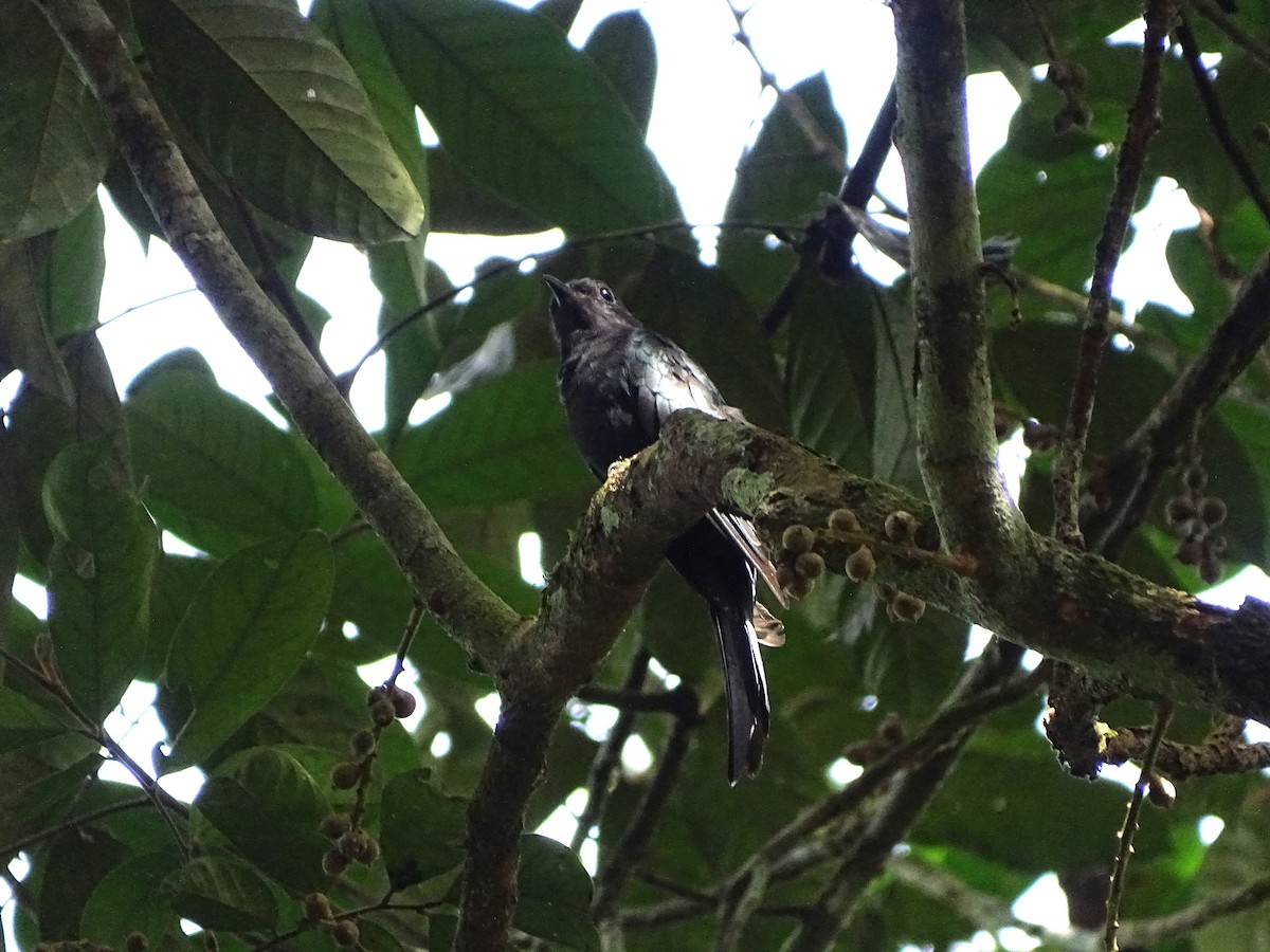 Square-tailed Drongo-Cuckoo - ML622093489
