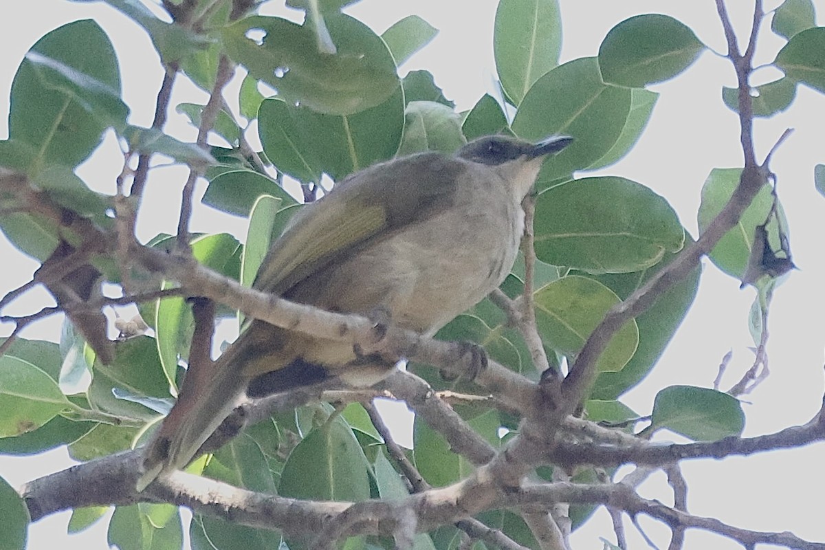 Olive-winged Bulbul - Warwick Board