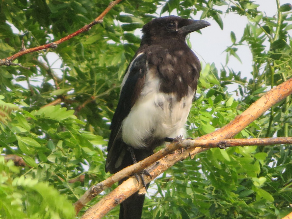 Black-billed Magpie - ML622093493