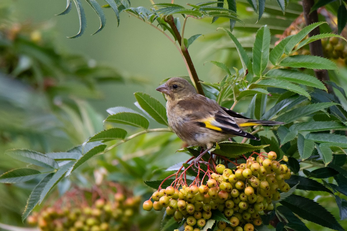 Oriental Greenfinch - ML622093557