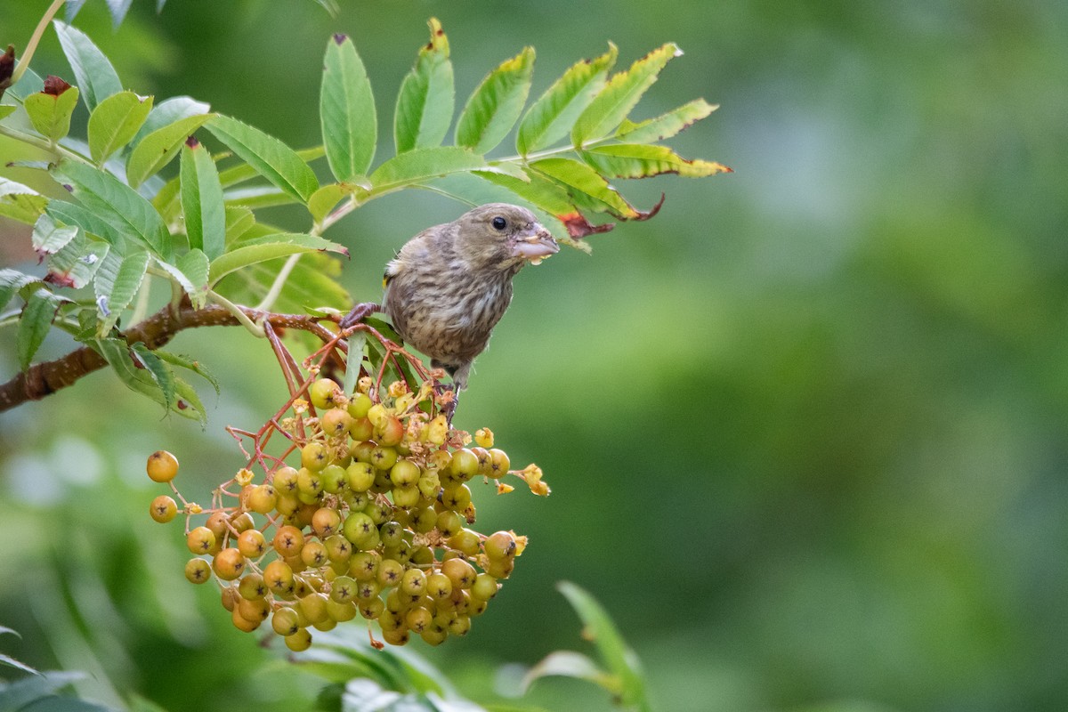 Oriental Greenfinch - ML622093558