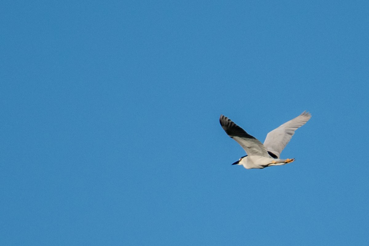 Black-crowned Night Heron - ML622093568