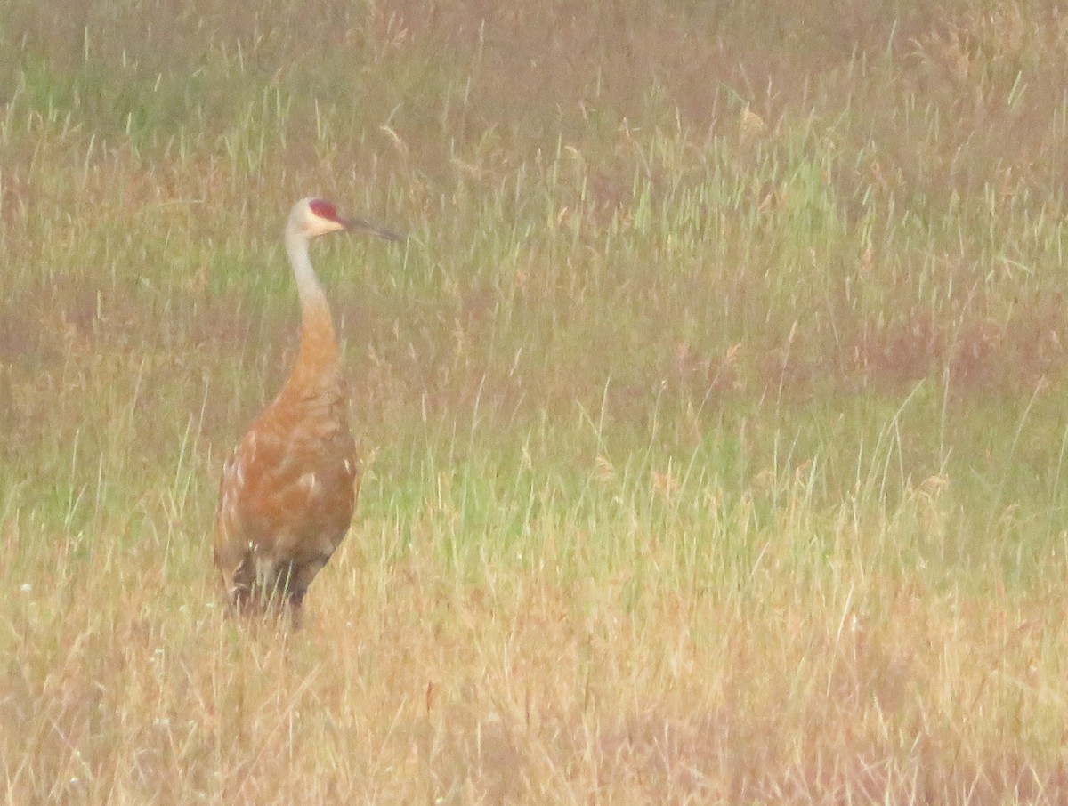 Sandhill Crane - ML622093589