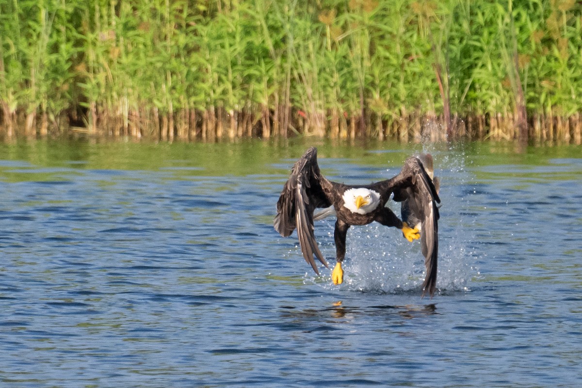 Bald Eagle - ML622093590