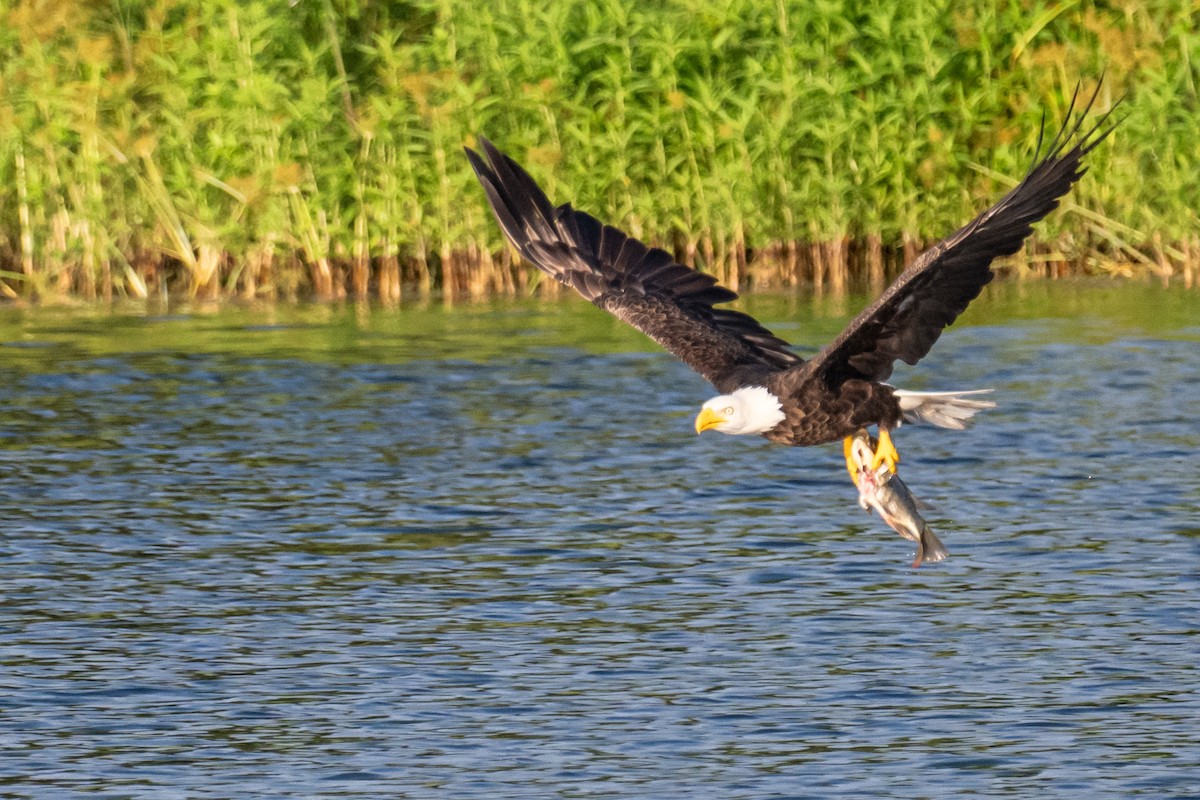 Bald Eagle - ML622093591