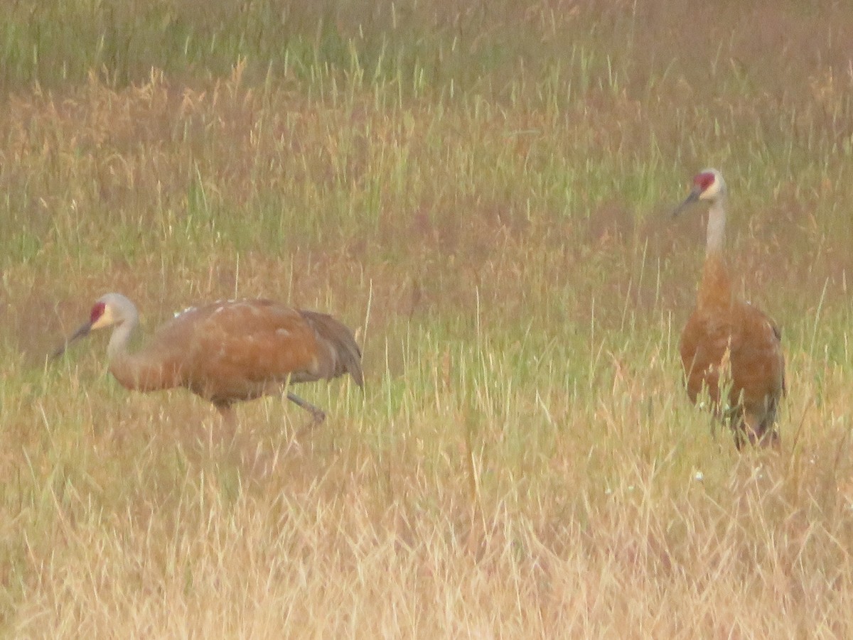 Sandhill Crane - ML622093594