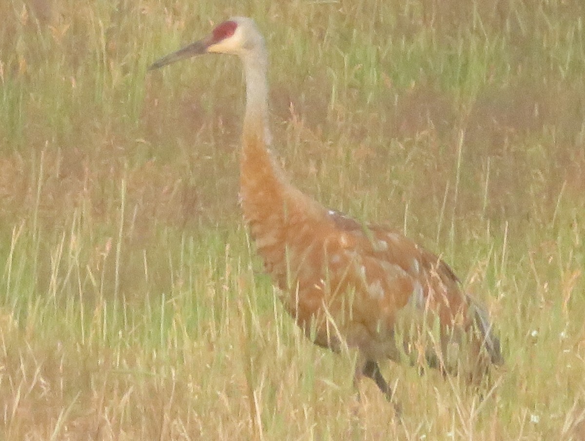 Sandhill Crane - ML622093596