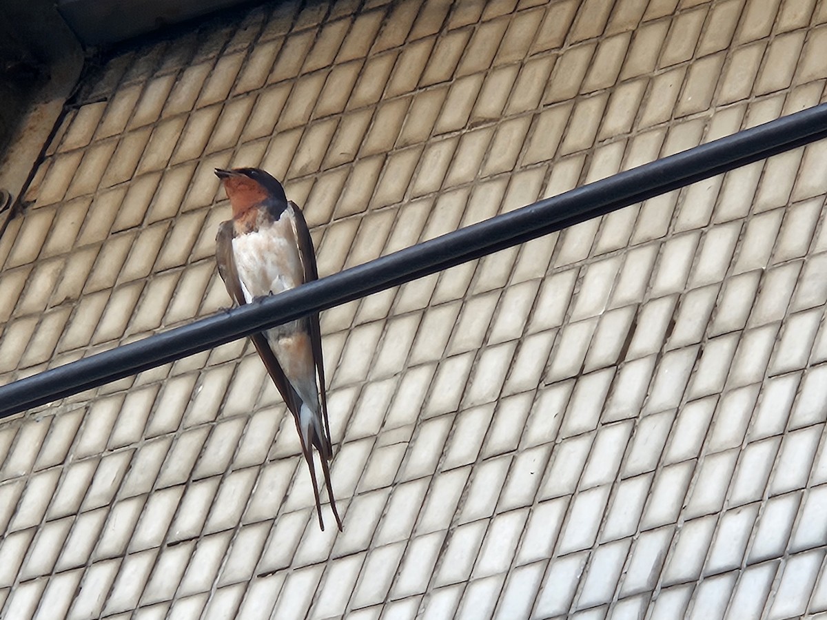 Pacific Swallow - ML622093618