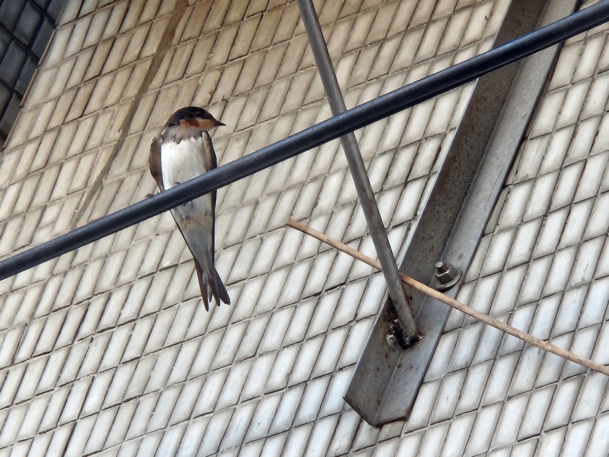 Pacific Swallow - ML622093620