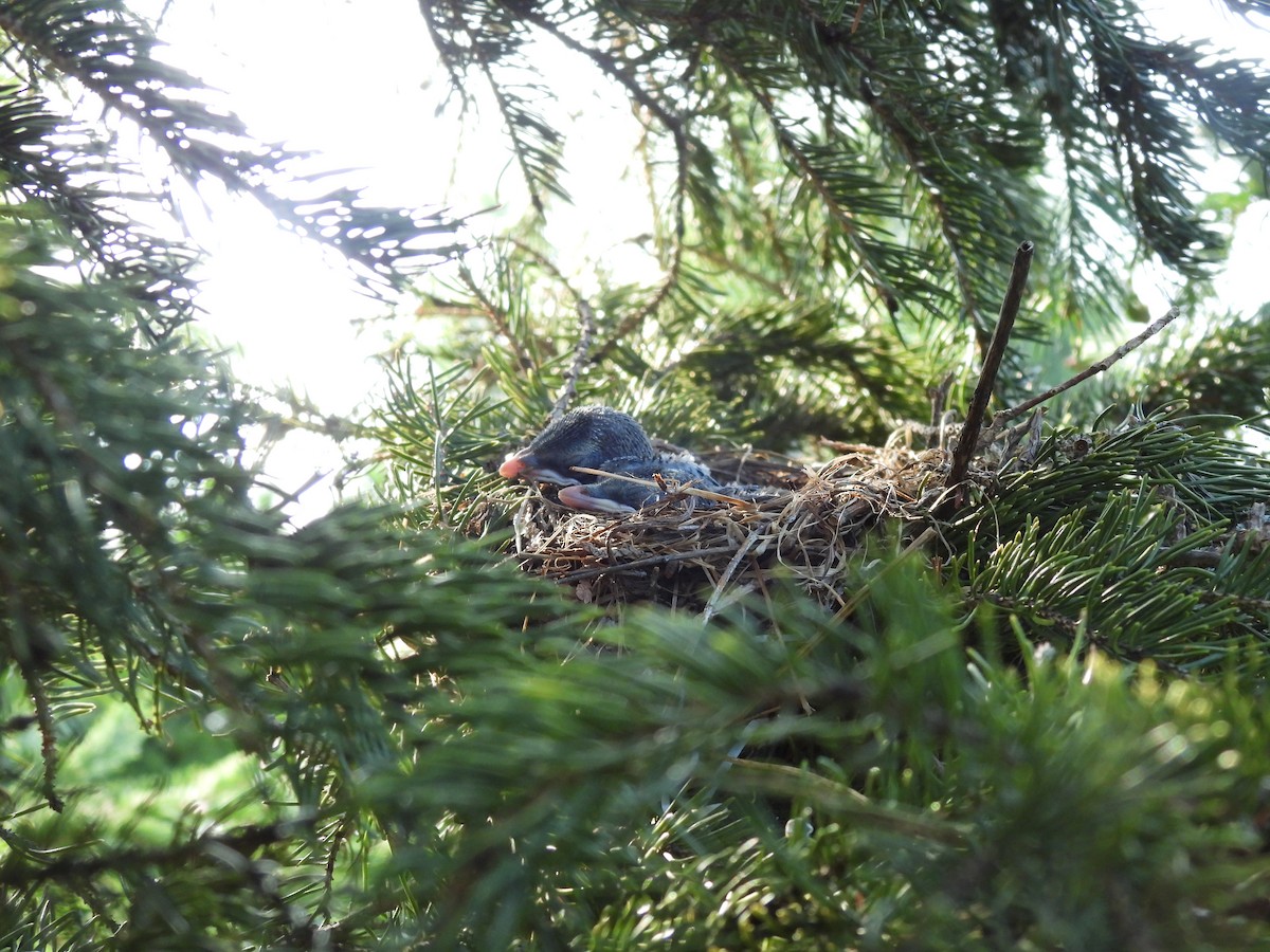 Cedar Waxwing - ML622093625