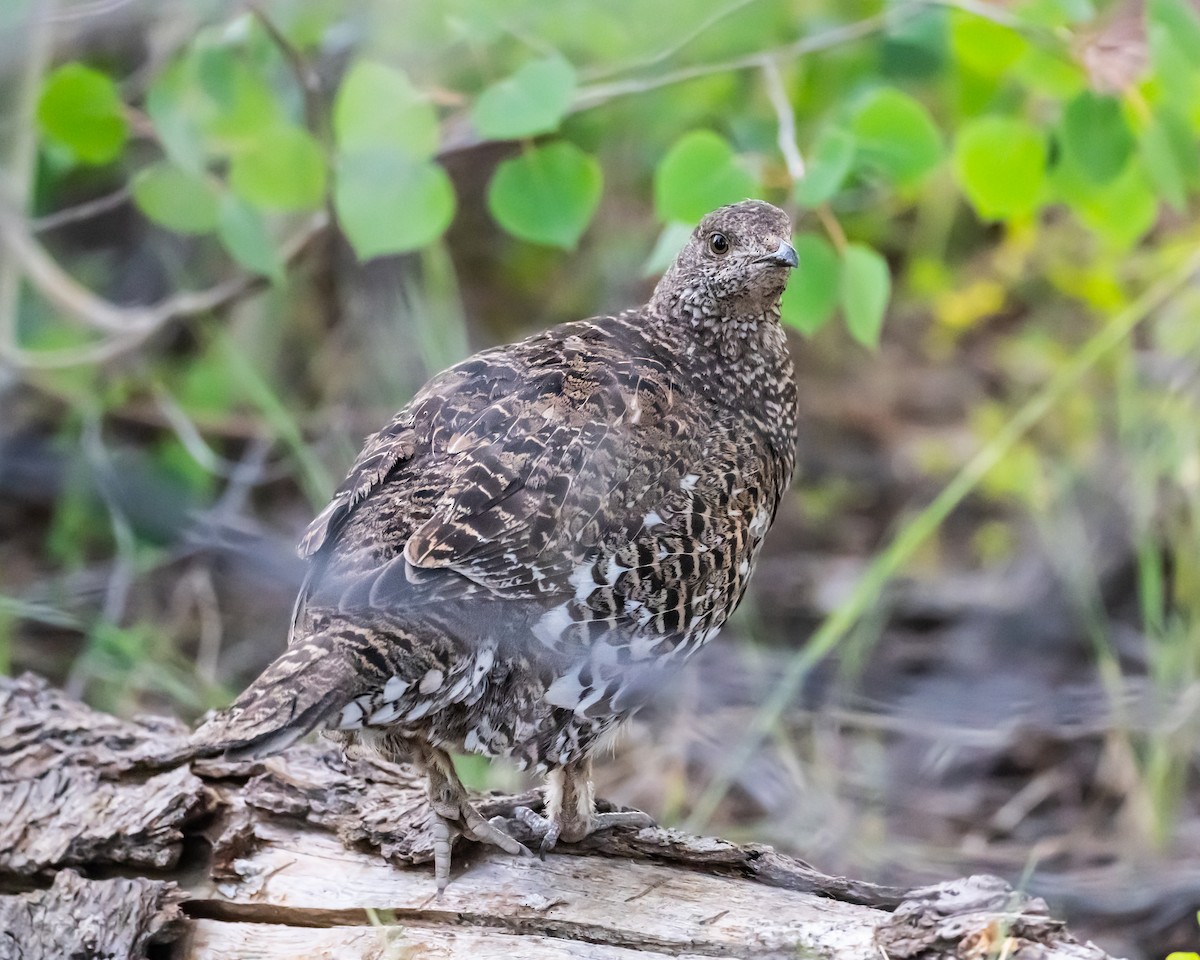 Dusky Grouse - Maurice DeMille