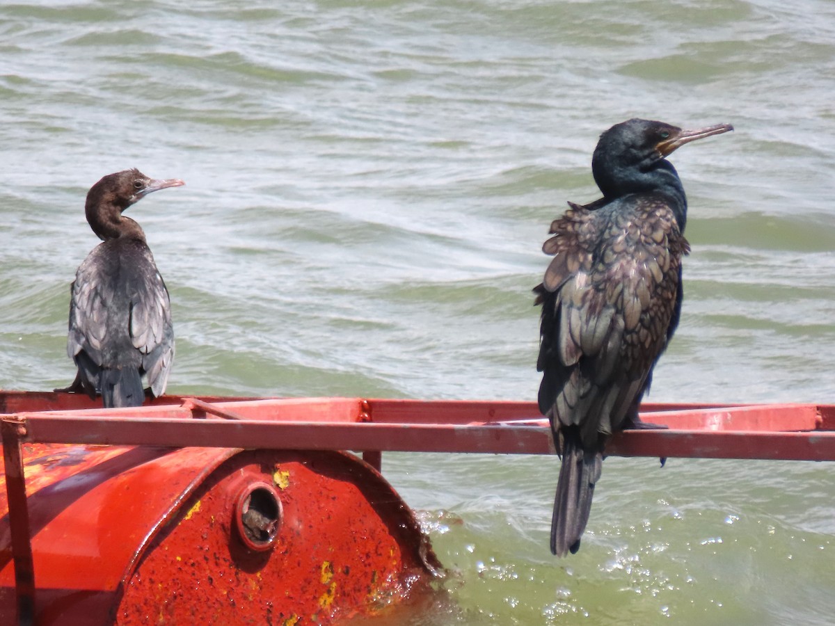 Indian Cormorant - ML622093629