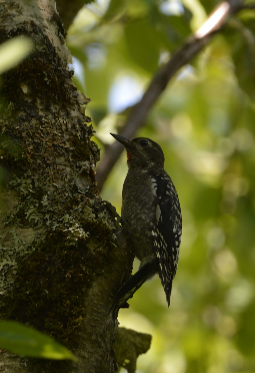 Yellow-bellied Sapsucker - ML622093633