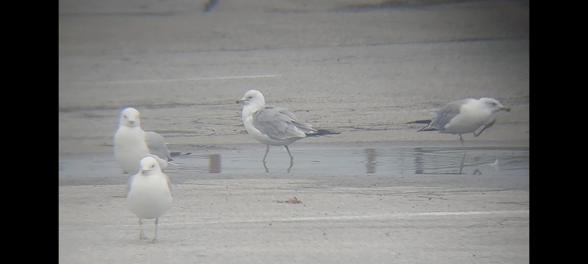 Ring-billed Gull - ML622093636