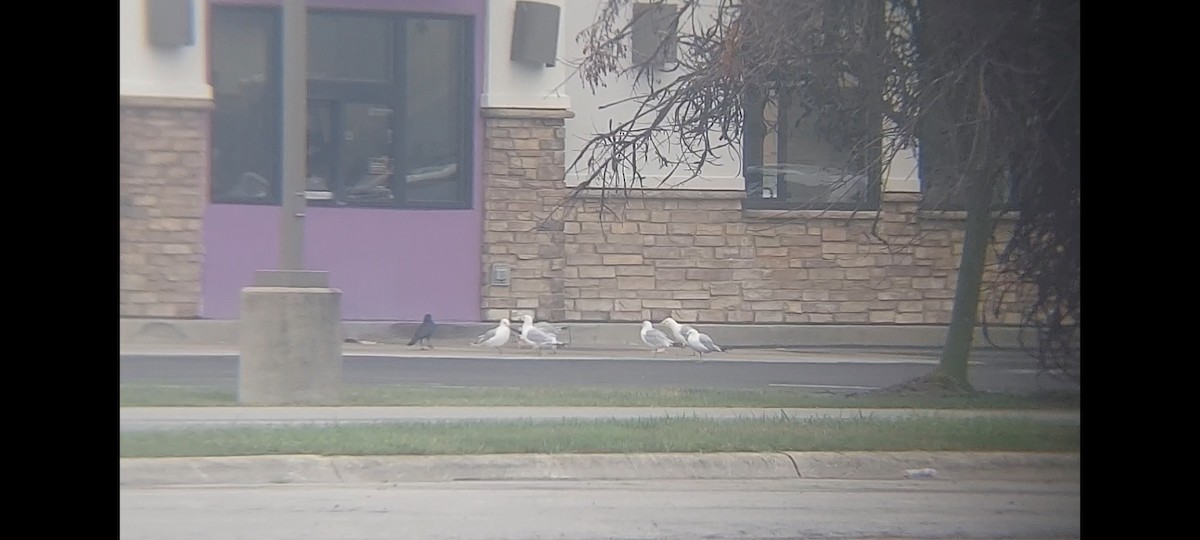 Ring-billed Gull - ML622093638