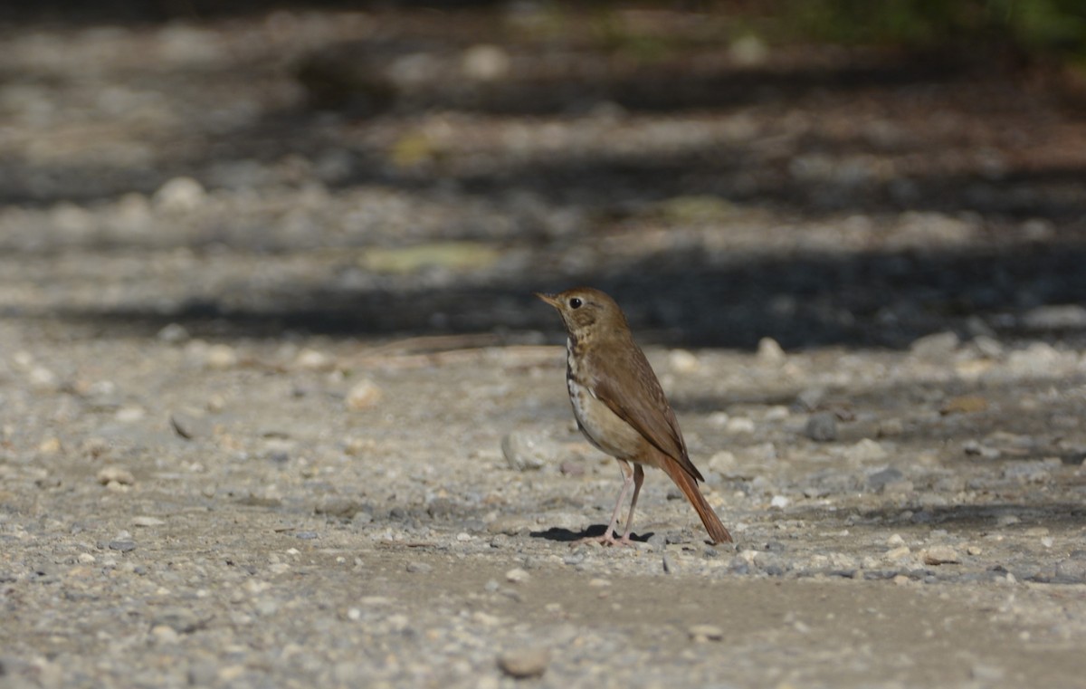 Hermit Thrush - ML622093639