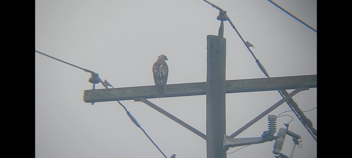 Red-tailed Hawk - ML622093648
