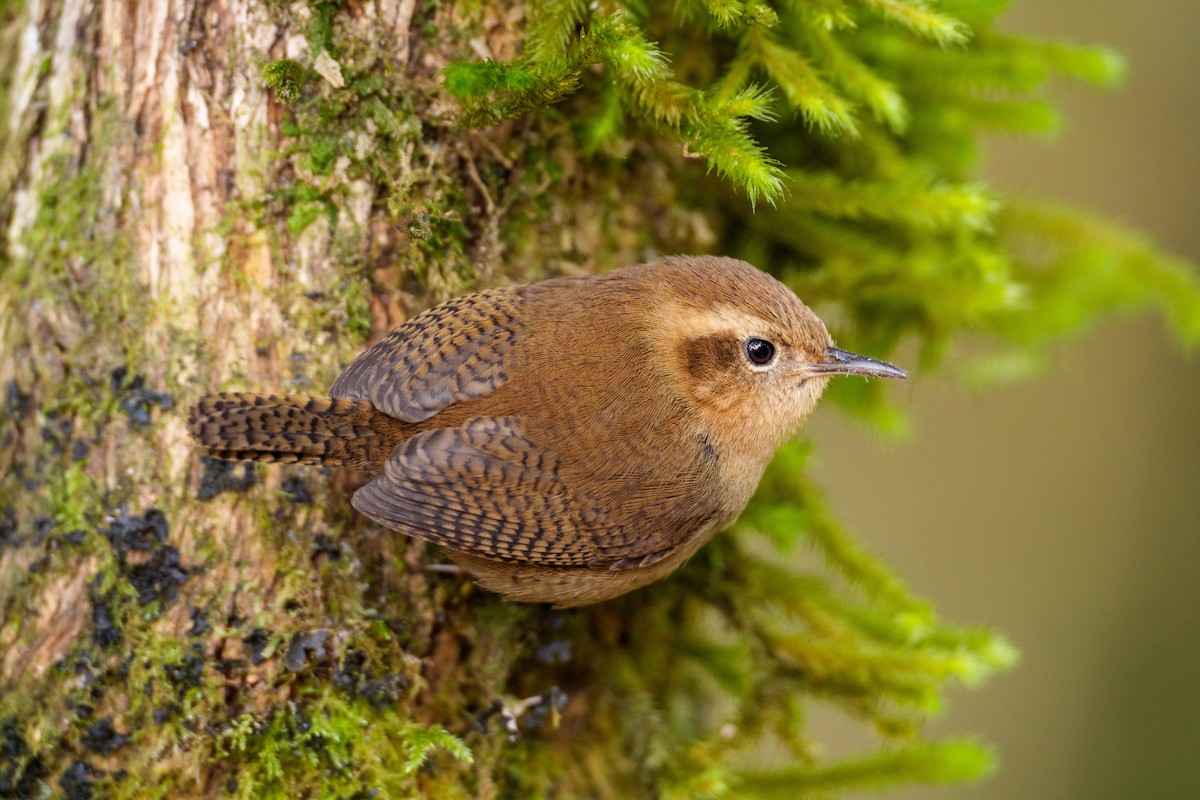 Mountain Wren - ML622093649