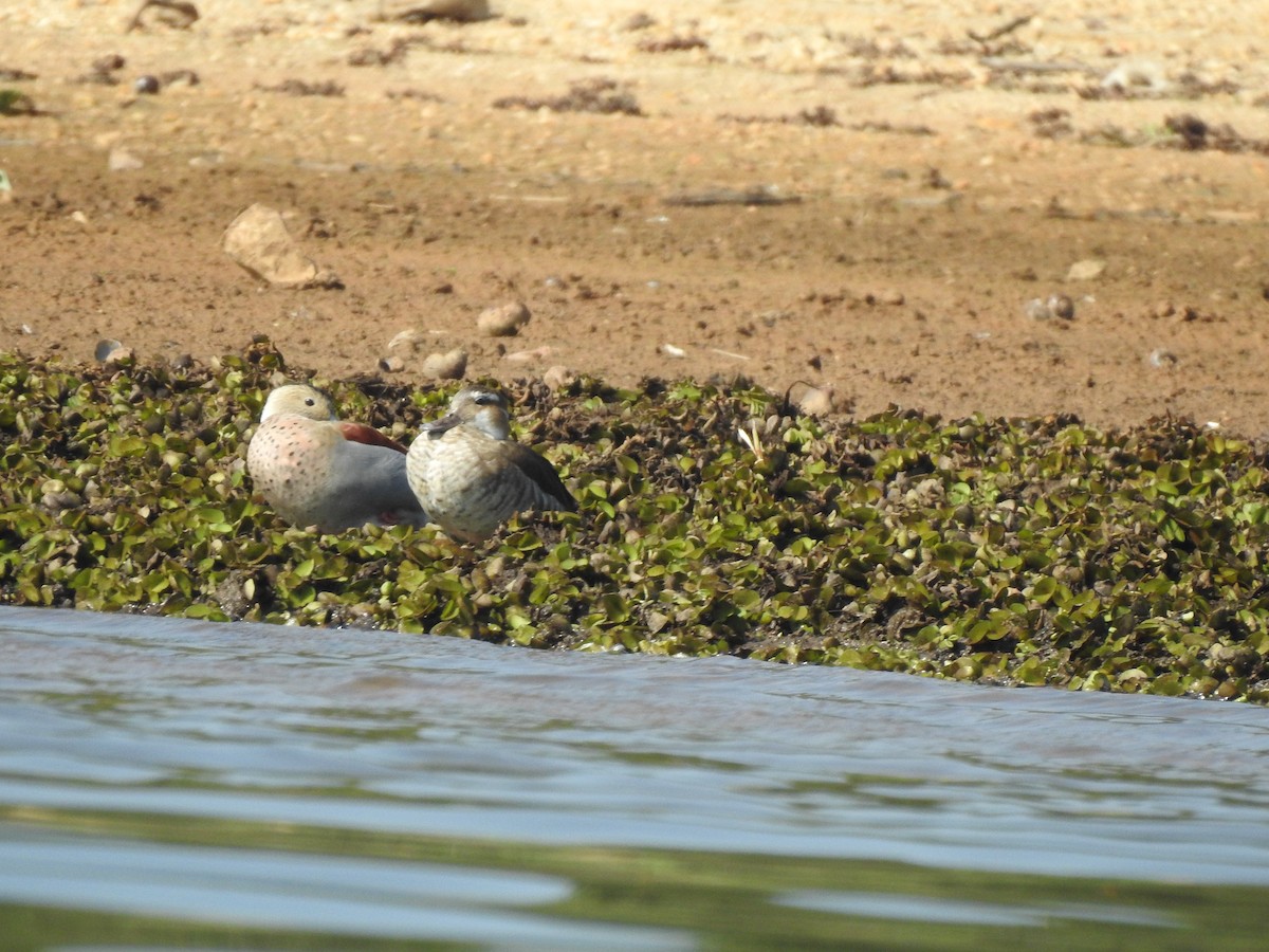 Ringed Teal - ML622093683