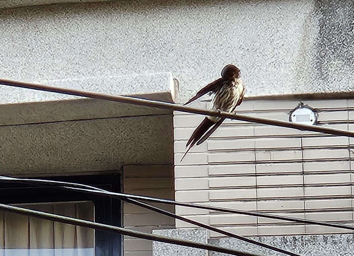 Striated Swallow - Chengheng Hu