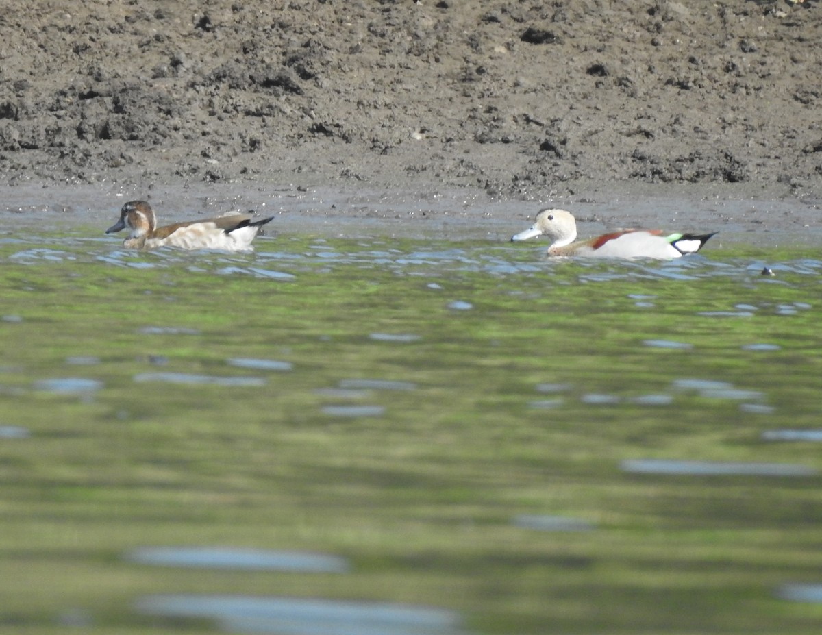 Ringed Teal - ML622093688