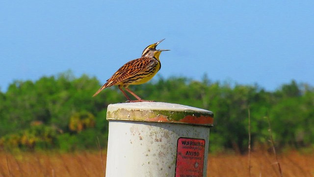 Eastern Meadowlark - ML622093717