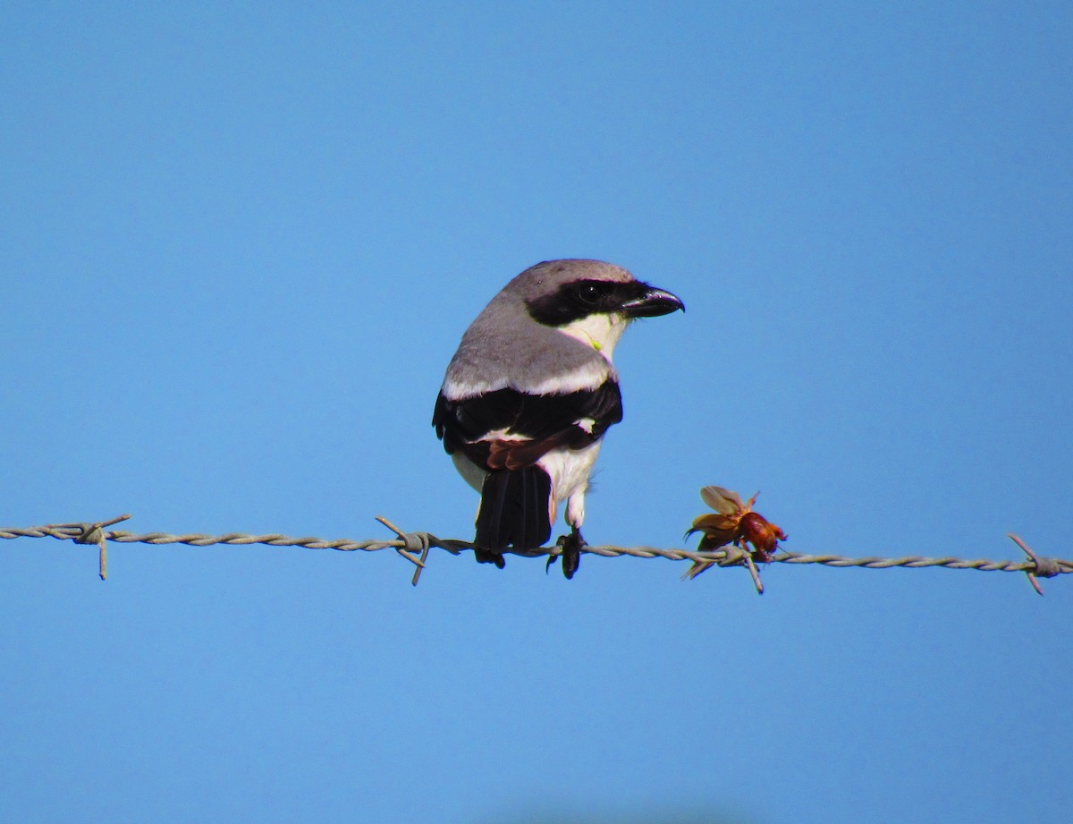 Loggerhead Shrike - ML622093725