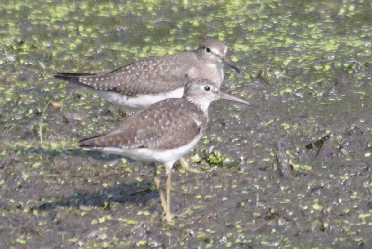 Solitary Sandpiper - ML622093733