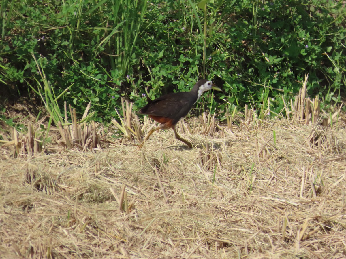 White-breasted Waterhen - ML622093778