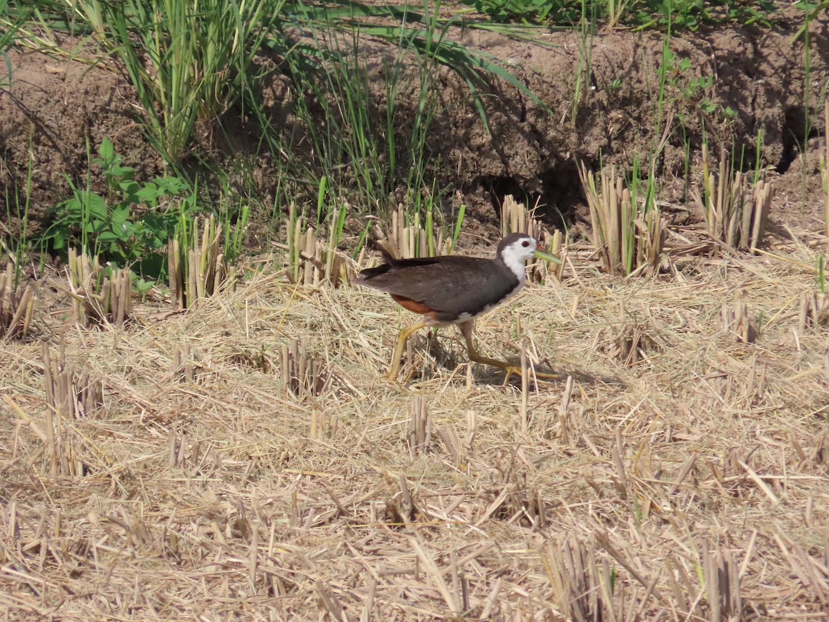 White-breasted Waterhen - ML622093779