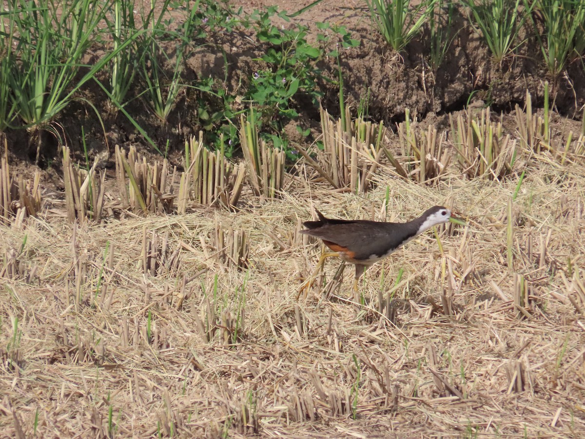 White-breasted Waterhen - ML622093780