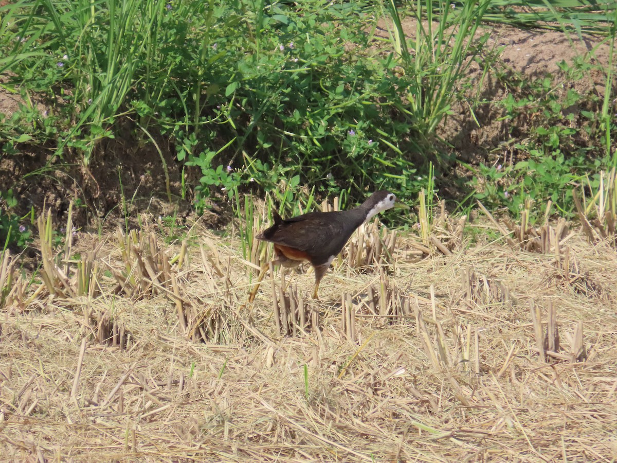 White-breasted Waterhen - ML622093781