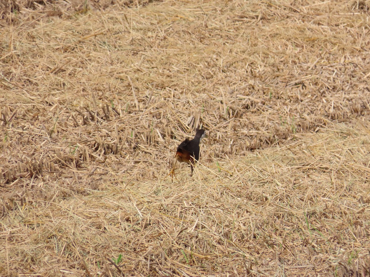 White-breasted Waterhen - ML622093782