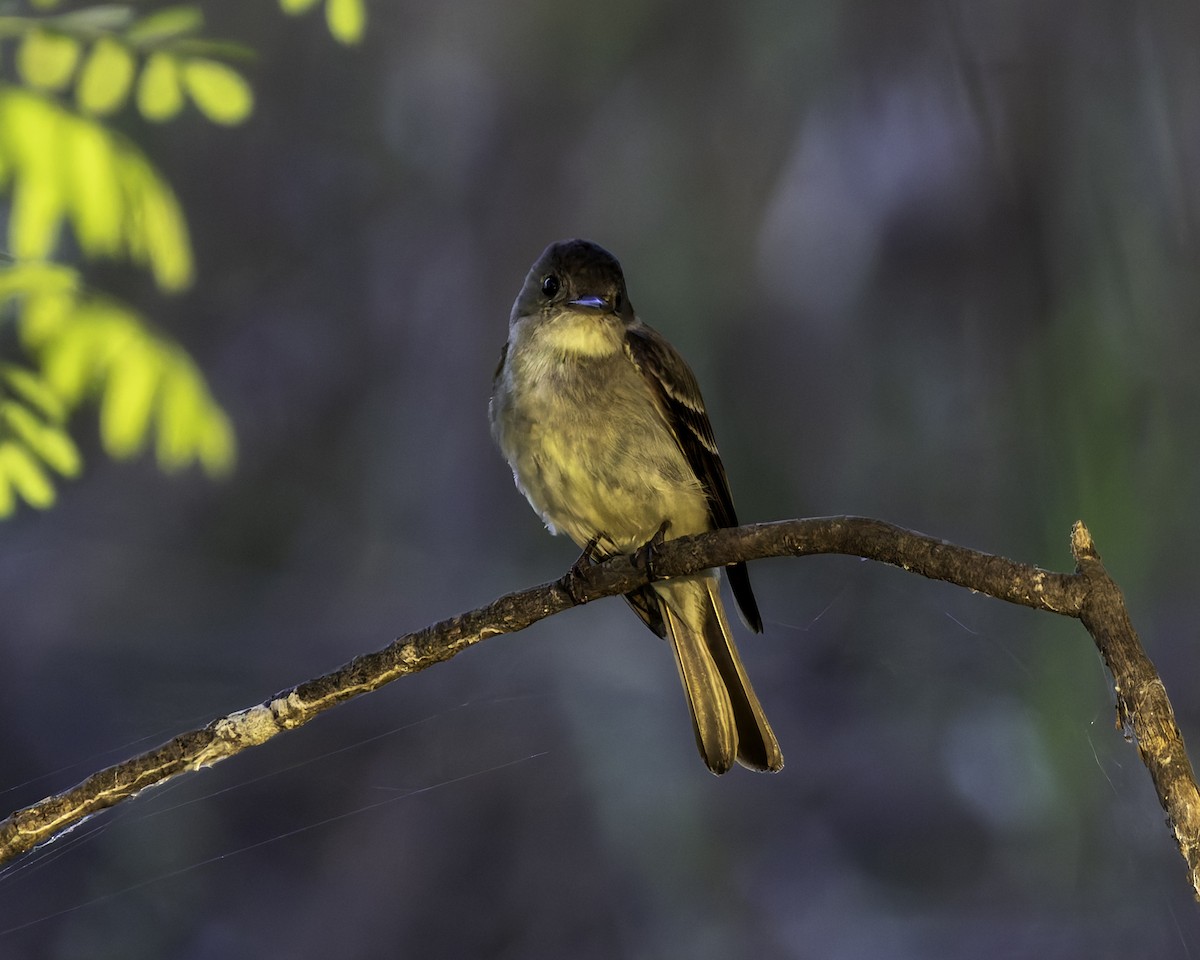 Eastern Wood-Pewee - ML622093795