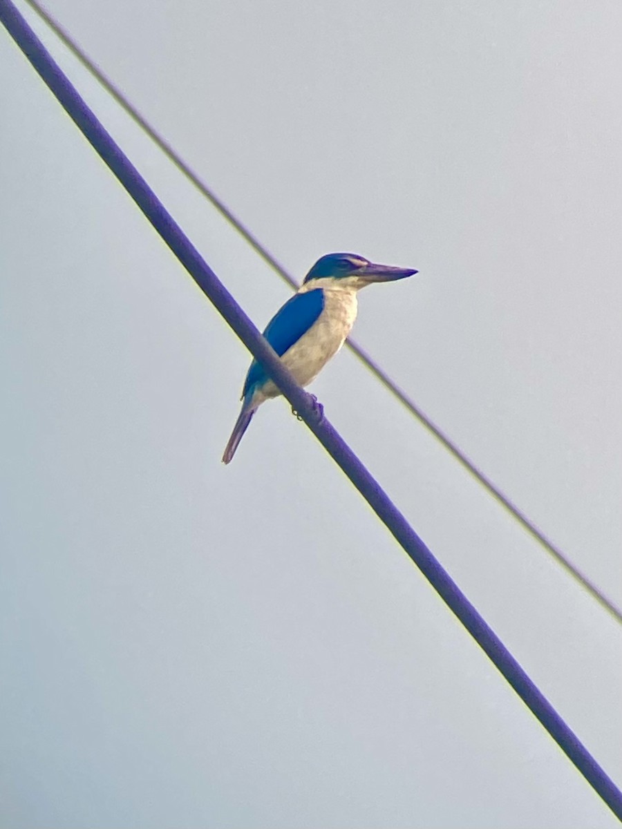 Collared Kingfisher - ML622093796