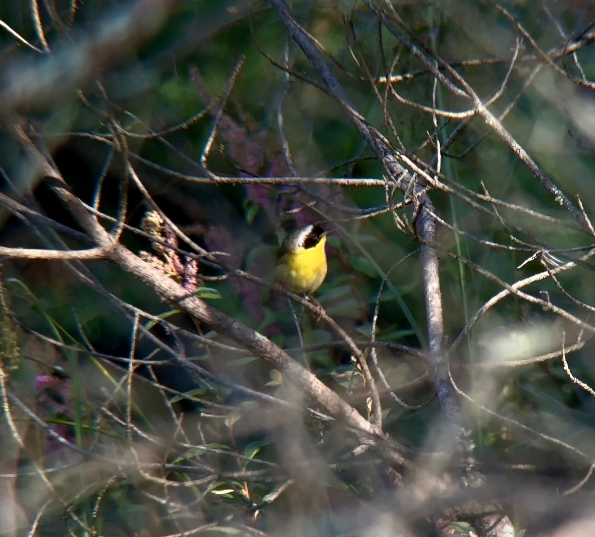 Common Yellowthroat - ML622093799