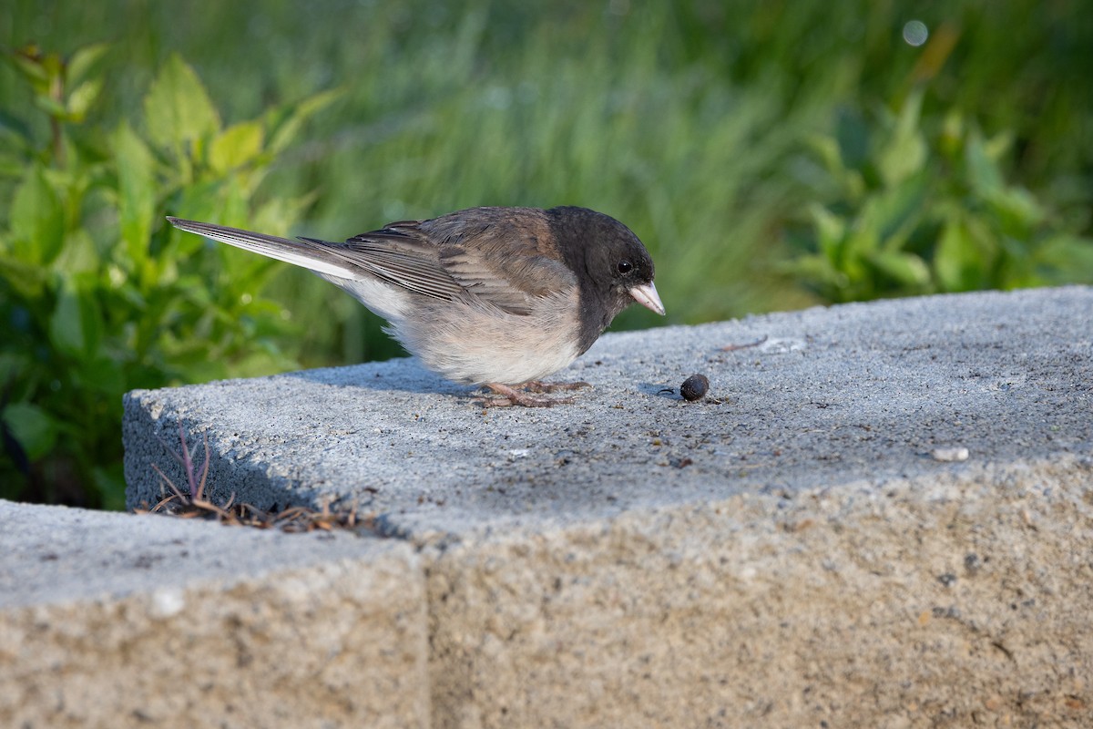 Dark-eyed Junco - ML622093809