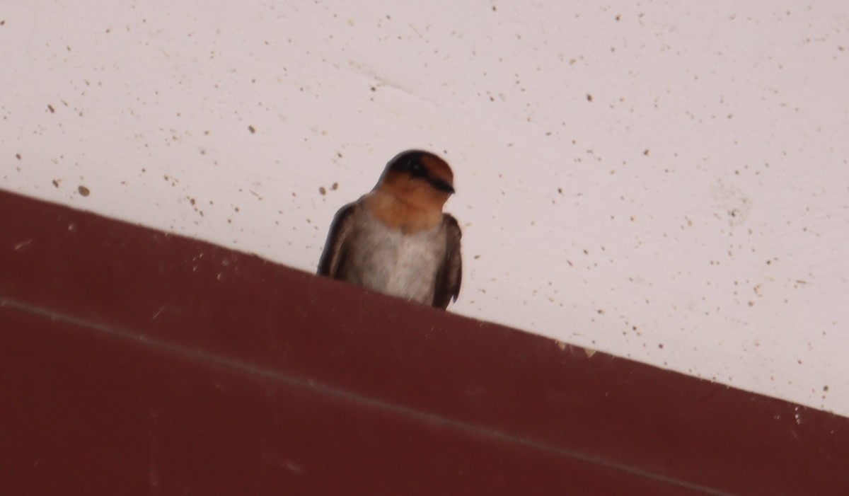 Pacific Swallow - ML622093810